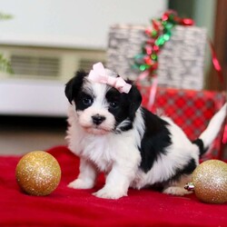 Rosie/Havanese									Puppy/Female	/5 Weeks,Hi, I’m Rosie—an absolutely adorable AKC registered Havanese puppy with a soft, fluffy coat and the happiest little personality! I love prancing around with my tail wagging, chasing after toys, and making everyone smile with my playful charm. When I’m all tuckered out, my favorite place to be is snuggled up close where it’s warm and cozy. With my gentle heart and silly spirit, I’m ready to be the perfect companion and fill my forever family’s days with love and joy.