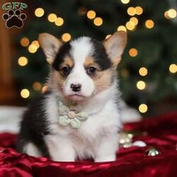 Star/Pembroke Welsh Corgi									Puppy/Female	/8 Weeks,Hi, I’m Star—an absolutely adorable Welsh Corgi with a personality as bright as my name! With my short little legs, fluffy coat, and big expressive eyes, I have a way of making everyone smile the moment I trot into the room. I’m playful, curious, and full of cheerful energy, always ready for a new adventure or a cozy cuddle. Whether I’m bouncing around with my toys or soaking up all the attention I can get, I’m sure to bring joy and warmth wherever I go.