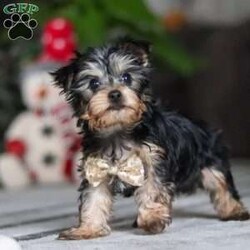 Jingles/Yorkie									Puppy/Male	/11 Weeks,Hi, I’m Jingles — a tiny Yorkshire Terrier puppy with a whole lot of cuteness packed into my little body! I have a soft, silky coat, bright twinkling eyes, and the happiest little prance that shows just how excited I am about everything. I love playing with toys, exploring new places, and soaking up all the cuddles I can get. I may be small, but I’m full of personality, sweetness, and charm — and I’m ready to bring joy to everyone I meet!