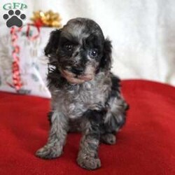 Lilly/Toy Poodle									Puppy/Female	/10 Weeks,Our adorable AKC-registered Blue Merle Toy Poodle, Lilly has been lovingly raised and is well socialized, making her gentle, loving, and ready to become a cherished family member. She is expected to mature around 6–8 lbs. She is microchipped, up to date on vaccinations and wormer, and comes with a 30-day health guarantee plus a 2-year genetic health guarantee for added peace of mind.