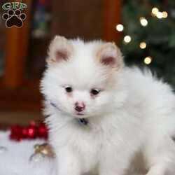 Ramsey/Pomeranian									Puppy/Male	/13 Weeks,Meet Ramsey, an absolutely adorable ACA Pomeranian puppy with a personality as bright and cheerful as his fluffy coat! He is full of playful energy and curiosity, always ready for little adventures and snuggles alike. He has a sweet, loving nature that melts hearts, making him a perfect companion for families or anyone looking for a loyal, happy little friend. With his tiny paws, bright eyes, and soft, plush fur, he’s guaranteed to bring joy and smiles wherever he goes.