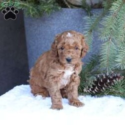 Ace/Mini Goldendoodle									Puppy/Male	/7 Weeks,To contact the breeder about this puppy, click on the “View Breeder Info” tab above.