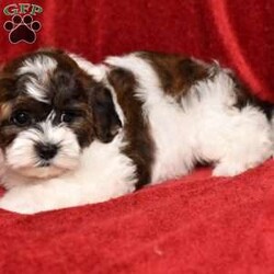 Barney/Shih-Poo									Puppy/Male	/8 Weeks,Hi! I am an adorable Shih-poo looking for a forever home. I promise to be your forever loyal friend and give unconditional love and lots of kisses. I was born on a mini farm in the country where it is very quiet and peaceful. My owners are not your everyday pet owners. They have a state-of-the-art kennel and specialize in poodles mini and toy also shitzus and teddy bears. There are also chickens on the farm that produce plenty of eggs for my owners. Bubbles is our family pet ready to greet you when you arrive to meet me. My parents are examined by a veterinarian on a regular basis for optimal healthr. Puppies will come with… – One year health guarantee – A head to tail examination by a licensed veterinarian and documents will be provided – A puppy starter kit of Nutrisource puppy food. We recommend to mix our food with food of your choice to make transition easier if you choose to feed another brand – Properly vaccinated and wormed along with documentation – Microchip included, once registered, owner can be notified in case I accidentally get lost Options to receive your pet… You are welcome to drive to our location to meet us at our home. We can deliver your pet via a reputable license transporter by ground or air. We can also fly your pet with a flight nanny service to all major airports. If you are interested in pet transportation, please contact us, so we can get a quote for you. Feel free to check out our website. You can find the link in our seller profile. While you are there check out all our reviews from all our happy families.