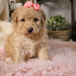 Nova/Mini Aussiedoodle									Puppy/Female	/6 Weeks,Say hello to Nova, an absolutely irresistible Mini Aussiedoodle who is bursting with love, charm, and personality. Nova is the perfect blend of her wonderful parents—Ariel, a gentle and devoted 30-lb Australian Shepherd, and Emerson, a 10-lb Mini Poodle who thrives on attention—both genetically clear for your peace of mind. As an only puppy, Nova has enjoyed endless cuddles and one-on-one time, making her exceptionally sweet, confident, and people-focused. She is playful yet loving, the kind of puppy who will happily chase toys and then curl up in your lap. Nova comes up to date on all vaccines and deworming, has had a recent vet exam, is microchipped, and includes a one-year genetic health guarantee. She will also go home with a thoughtfully prepared starter kit (food, toy, blanket, and more) to help her settle in comfortably. Nationwide delivery is available by ground transport or flight nanny, and pickup is always welcome. Nova isn’t just a puppy—she’s a loyal companion ready to light up your home and heart. 