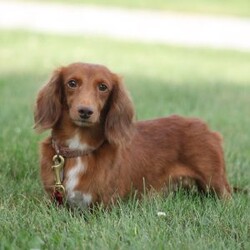 Alice/Dachshund									Puppy/Female	/7 Weeks,Meet Alice! A gorgeous Miniature Dachshund puppy. Alice has a sweet personality & the softest coat! She loves to play and get all the attention you can give her. She was born and raised with the Mast family. 