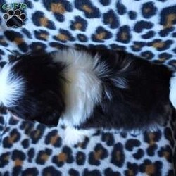 Kash/Shih Tzu									Puppy/Male	/12 Weeks,Meet Kash! He is an adorable, and loving Shihtzu puppy, and is ready to find his forever family. He is up to date on shots and wormer, and is vet checked. He also comes with an additional 1 year genetic health guarantee, and is ACA registered. These puppies are known for being affectionate, cuddly, & social dogs, making them great family pets and companions. Call today to make this pup yours!