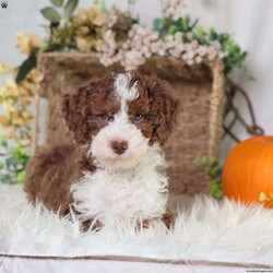 Figo/Mini Bernedoodle									Puppy/Male	/16 Weeks,Figo’s rich chocolate coat is as soft and inviting as his loving personality. This micro Bernedoodle is a little bundle of happiness, eager to spread joy wherever he goes. Figo thrives on human attention, happily playing, exploring, and snuggling with those he loves.
