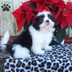Kash/Shih Tzu									Puppy/Male	/12 Weeks,Meet Kash! He is an adorable, and loving Shihtzu puppy, and is ready to find his forever family. He is up to date on shots and wormer, and is vet checked. He also comes with an additional 1 year genetic health guarantee, and is ACA registered. These puppies are known for being affectionate, cuddly, & social dogs, making them great family pets and companions. Call today to make this pup yours!