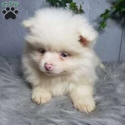 Ava/Pomeranian									Puppy/Female	/10 Weeks,Meet Ava! This sweet little puppy is being family raised and is very playful and lovable! Ava has been vet checked and is up-to-date on shots and deworming. For more information or to schedule a visit please contact us today. 