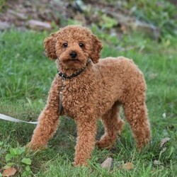 Timmy/Miniature Poodle									Puppy/Male	/11 Weeks,To contact the breeder about this puppy, click on the “View Breeder Info” tab above.