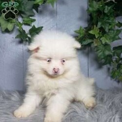 Ava/Pomeranian									Puppy/Female	/10 Weeks,Meet Ava! This sweet little puppy is being family raised and is very playful and lovable! Ava has been vet checked and is up-to-date on shots and deworming. For more information or to schedule a visit please contact us today. 