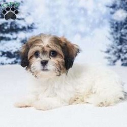 Abby/Teddy Bear									Puppy/Female	/12 Weeks,Meet sweet little Abby! Abby is a Bichon Frise / Shih Tzu mix and a precious little girl who is sure to fill your home and heart with lots of love and puppy kisses. She was born on October 10 to mom Della (Bichon Frise) and dad Jackson (Shih Tzu).