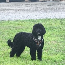 Shadow/Portuguese Water Dog									Puppy/Male	/September 13th, 2025,Shadow is a very outgoing and ornery puppy. Prefers not to hold still for pictures! He is up to date on vaccinations and wormer. Parents have both been health tested. Please feel free to call or text for more info.