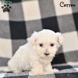 Cotton/Maltese									Puppy/Female	/8 Weeks,Our Maltese puppies are sweet, affectionate, and full of charm, and they are now looking for loving forever homes. These precious pups are being raised in a family environment where they receive love, gentle handling, and early socialization. 