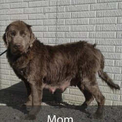 Aspen/Newfoundland									Puppy/Female	/10 Weeks,Hello there! I’m Aspen a beautiful Brown and White Newfoundland puppy! Aspen is the perfect addition to any family. Don’t miss the opportunity to bring home this delightful Newfoundland puppy! I’m well socialized and ready to fit into your family! I would love to fill your home with all of my puppy love! I have been vet checked, microchipped and I am up to date on vaccinations and dewormings and will come with a one year genetic health guarantee and AKC registration! Call or text anytime to make me the newest addition to your family and get ready to spend a lifetime of tail wagging fun!