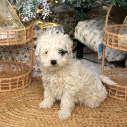 Cassie/Havapoo									Puppy/Female	/October 27th, 2025,Meet your new BFF, Cassie! This cuddly Havapoo puppy is vet checked & up to date on shots & wormer, plus comes with a health guarantee provided by the breeder! Cassie is well socialized & currently being family raised with children!