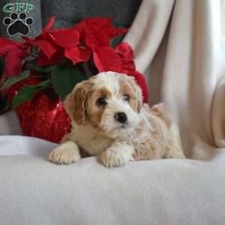 Lucky/Mini Bernedoodle									Puppy/Male	/November 15th, 2025,Lucky is a friendly Miniature Bernedoodle puppy available to a forever family. This cutie is socialized and ready to meet you! Lucky comes home with a 30 day health guarantee and an extended genetic health guarantee, both provided by the breeder. He has also been seen by a vet and is up to date on shots and de-wormer. This happy boy is family raised with children and will be the best sidekick!