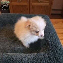 Vicky/Pomeranian									Puppy/Female	/6 Weeks,The puppies are very playful and love to be held. They wag their tails as soon as they see people. Great with children and other animals. Puppies available for pickup from Stroudsburg, Pennsylvania 18360, but I regularly visit Brooklyn, New York 11235 so I could bring him along.