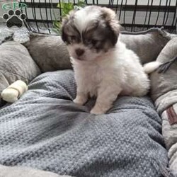 Button/Shih-Poo									Puppy/Female	/6 Weeks,Hey there!  Meet Button,  AKA cute as a button! She is a lively little pup, the only one in the litter, so she comes up with lots of cute little games, all by herself! Loves attention and also playing all by herself. She will be a great addition to any loving home!