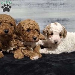 Orbit/Miniature Poodle									Puppy/Male	/11 Weeks,Meet Orbit an awesome little mini poodle puppy! He is an adorable little boy that has been family raised with kids and is very playful and charming. His sweet little face just says won’t you please come play with me? Orbit will come to you vet checked,  dewormed, and up to date on shots. He has such a loving personality and is sure to become your favorite furry friend! Contact us to make Orbit yours today!