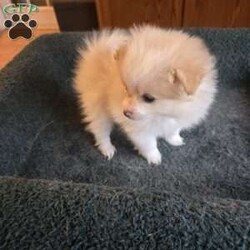 Vicky/Pomeranian									Puppy/Female	/6 Weeks,The puppies are very playful and love to be held. They wag their tails as soon as they see people. Great with children and other animals. Puppies available for pickup from Stroudsburg, Pennsylvania 18360, but I regularly visit Brooklyn, New York 11235 so I could bring him along.