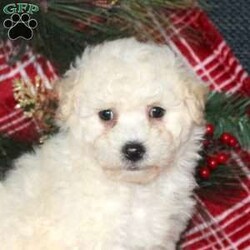 Idris/Bich-Poo									Puppy/Male	/November 1st, 2025,Meet your new BFF, Idris! This wiggly Bich-Poo puppy is vet checked & up to date on shots & wormer, plus comes with a health guarantee provided by the breeder! Idris is well socialized & currently being family raised, making him a perfect addition to your family home!