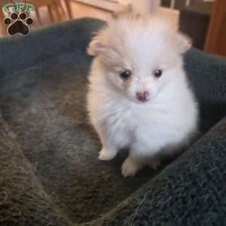 Vicky/Pomeranian									Puppy/Female	/6 Weeks,The puppies are very playful and love to be held. They wag their tails as soon as they see people. Great with children and other animals. Puppies available for pickup from Stroudsburg, Pennsylvania 18360, but I regularly visit Brooklyn, New York 11235 so I could bring him along.