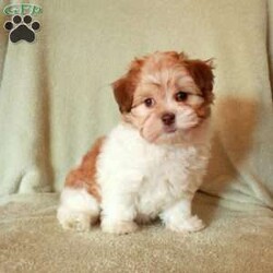 Molly/Havanese									Puppy/Male	/9 Weeks,Molly is a fluffy and fun Havanese puppy who is petite and adorable! This curious cutie can be registered with the ACA and comes home with a 30 day health guarantee plus an extended genetic health guarantee, both provided by the breeder. Molly has been seen by a vet and is up to date on shots and de-wormer. This lovable girl is socialized and ready to meet you!