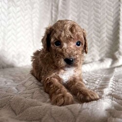 Grant/Toy Poodle									Puppy/Male	/11 Weeks,Meet Grant! These sweet AKC-registered Toy Poodle puppies are raised with lots of love and attention. They are microchipped and come from genetically tested parents, Rambo (4.5 lbs) and Brinley (8.5 lbs). Each puppy is vet checked, up to date on shots and wormer, and goes home with a 30-day health guarantee plus a 2-year genetic health guarantee. Raised around kids, they are well socialized, playful, and affectionate with great little temperaments. They’re truly wonderful pups looking for loving homes. Grant is 100 genetically clear and has an approximated adult weight of 6-8 lbs.