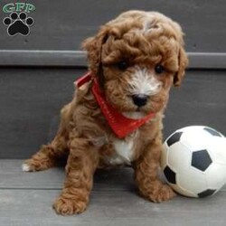 Lenny/Mini Goldendoodle									Puppy/Male	/12 Weeks,Looking for the perfect puppy to add sunshine to these chilly winter days? Look no further! My name is Lenny and I’m the sweetest F1b mini goldendoodle! One look into my warm, loving eyes and at my super soft fluffy coat and I’ll be sure to have captured your heart already! I’m very happy, playful and very kid friendly and I would love to fill your home with all my puppy love!! I have a very sweet personality, and I love giving kisses. I stand out above the rest with my sweet, loving personality and my beautiful red coat with white markings and my cute puppy eyes! I will come to you vet checked and up to date on all vaccinations and dewormings . I come with a 1-year guarantee with the option of extending it to a 3-year guarantee and shipping is available! My mother is Ellie, an F1 Goldendoodle weighing 23# and my father is Louie, a 12# mini Poodle and he is genetic tested! Both of my parents are very sweet and kid friendly which will make me the same!! I will grow to approx. 15-20# and I will be hypoallergenic and non shedding!!!… Why wait when you know I’m the one for you? Call or text Martha to make me the newest addition to your family and get ready to spend a lifetime of tail wagging fun with me! (7% sales tax on in home pickups)