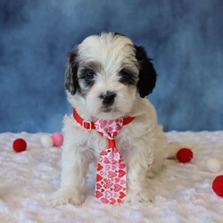 Peony/Shih-Poo									Puppy/Female	/6 Weeks,Peony is a sweet Shih poo puppy who loves to be cuddled and held. She has a gentle, loving personality and enjoys being close to people. Peony is currently on a deworming program and will be up to date on all age-appropriate vaccinations.
