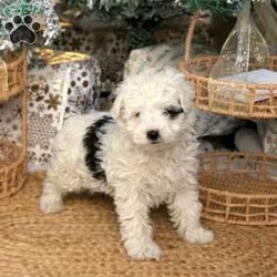 Cassie/Havapoo									Puppy/Female	/October 27th, 2025,Meet your new BFF, Cassie! This cuddly Havapoo puppy is vet checked & up to date on shots & wormer, plus comes with a health guarantee provided by the breeder! Cassie is well socialized & currently being family raised with children!