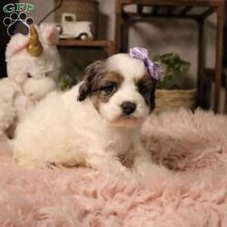 Whisper/Cockapoo									Puppy/Female	/7 Weeks,Meet Whisper, a precious Cockapoo girl with the sweetest, most gentle nature—true to her soft and beautiful name. Whisper has a calm, tender spirit and a quiet confidence that draws people in. She loves being close to her people, offering gentle kisses and cozy cuddles, and is happiest when she’s resting peacefully in your arms or following you softly from room to room. Her loving temperament comes from wonderful parents: her mom Trinity, a very friendly and beautiful Cocker Spaniel, and her dad Ryder, a fun, loving mini Poodle who enjoys running and playing. Whisper is up-to-date on all vaccinations and dewormers, has had a full vet check, and will come with a one-year genetic health guarantee. To help her feel right at home, she also goes home with a starter kit including food, a toy, blanket, collar, leash, and more. We also offer nationwide delivery, making it easy for Whisper to be safely delivered right to your door. She’s a gentle little soul ready to quietly steal your heart and become a cherished companion.