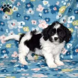 Tux/Cavachon									Puppy/Male	/November 24th, 2025,Tux is a charming Cavachon puppy with a striking black-and-white coat that perfectly matches his playful personality. This handsome little guy is the best of both worlds, blending the gentle sweetness of the Cavalier King Charles Spaniel with the cheerful, affectionate nature of the Bichon Frise. From the moment you meet him, Tux has a way of making you smile with his expressive eyes and happy-go-lucky attitude.