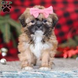 Allie/Lhasa Apso									Puppy/Female	/12 Weeks,Meet Allie! She is an absolutely adorable ACA Lhasa Apso puppy with a sweet, loving personality and a heart full of joy. This happy little girl loves to explore, trot around with confidence, and soak up every cuddle she can get. Her soft, fluffy coat and bright, expressive eyes make her truly irresistible, and her gentle nature combined with playful antics is sure to steal your heart. Whether curled up for a cozy nap or bouncing around during playtime, she brings smiles wherever she goes.