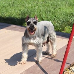 Trace/Miniature Schnauzer									Puppy/Male	/9 Weeks,Meet Trace, an absolutely adorable AKC Miniature Schnauzer with a personality as charming as his signature whiskers! Full of curiosity and playful energy, he loves exploring new surroundings, chasing toys, and showering everyone with affection. With his bright, expressive eyes and soft, wiry coat, Trace is impossible to resist. Whether he’s snuggling close for a cozy moment or showing off his playful antics, he is sure to bring endless joy, love, and companionship to any home lucky enough to have him.