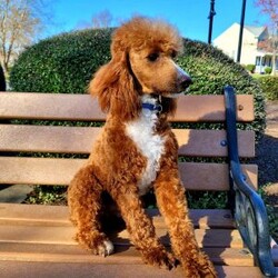 Kole/Mini Goldendoodle									Puppy/Male	/12 Weeks,Get ready for some puppy snuggles! My name is Kole and I’m the sweetest F1b mini goldendoodle! One look into my warm, loving eyes and at my super soft fluffy coat and I’ll be sure to have captured your heart already! I’m very happy, playful and very kid friendly and I would love to fill your home with all my puppy love!! I have a very sweet personality, and I love giving kisses. I stand out above the rest with my sweet, loving personality and my beautiful red coat and my cute puppy eyes! I will come to you vet checked and up to date on all vaccinations and dewormings . I come with a 1-year guarantee with the option of extending it to a 3-year guarantee and shipping is available! My mother is Jody, an F1 Goldendoodle weighing 35# and my father is Atlas, an AKC 16# mini Poodle and he is genetic tested! Both of my parents are very sweet and kid friendly which will make me the same!! I will grow to approx. 20-25# and I will be hypoallergenic and non shedding!!!… Why wait when you know I’m the one for you? Call or text Martha to make me the newest addition to your family and get ready to spend a lifetime of tail wagging fun with me! (7% sales tax on in home pickups)