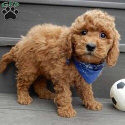 Kole/Mini Goldendoodle									Puppy/Male	/12 Weeks,Get ready for some puppy snuggles! My name is Kole and I’m the sweetest F1b mini goldendoodle! One look into my warm, loving eyes and at my super soft fluffy coat and I’ll be sure to have captured your heart already! I’m very happy, playful and very kid friendly and I would love to fill your home with all my puppy love!! I have a very sweet personality, and I love giving kisses. I stand out above the rest with my sweet, loving personality and my beautiful red coat and my cute puppy eyes! I will come to you vet checked and up to date on all vaccinations and dewormings . I come with a 1-year guarantee with the option of extending it to a 3-year guarantee and shipping is available! My mother is Jody, an F1 Goldendoodle weighing 35# and my father is Atlas, an AKC 16# mini Poodle and he is genetic tested! Both of my parents are very sweet and kid friendly which will make me the same!! I will grow to approx. 20-25# and I will be hypoallergenic and non shedding!!!… Why wait when you know I’m the one for you? Call or text Martha to make me the newest addition to your family and get ready to spend a lifetime of tail wagging fun with me! (7% sales tax on in home pickups)