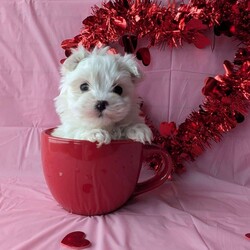 Princess tiny/Maltese									Puppy/Female	/8 Weeks, Princess is a very adorable little Maltese! She is  playful an well socialized just in time for Valentine’s day! She is vet checked, micro- chipped up to date on her shots and dewormer. She will be ready for her new home February 9th! For more information an to reserve this sweetheart call Katie today!