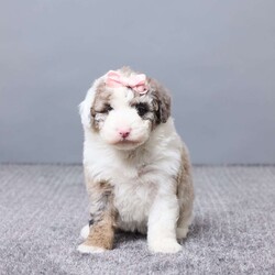 Sabrina/Mini Sheepadoodle									Puppy/Female	/6 Weeks,Meet Sabrina, a sweet Micro Mini Sheepadoodle with a heart full of love and a playful spirit. She’s been family raised and gets lots of care and attention every day. Sabrina is vet checked, microchipped, and up to date on vaccines and dewormer, so she’s off to a great start. She loves people, enjoys cuddle time, and is ready to become a loyal best friend in a home that will cherish her.