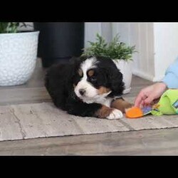 Austin/Bernese Mountain Dog									Puppy/Male	/9 Weeks,Meet Austin, an absolutely adorable AKC Bernese Mountain Dog puppy with a gentle heart and an irresistible personality. This handsome little boy is full of sweetness, curiosity, and calm charm, always content to be by your side or soaking up love from his favorite people. With his fluffy tri-color coat, big expressive eyes, and cuddly nature, Austin has a special way of melting hearts the moment you meet him. He’s affectionate, easygoing, and eager to please, making him a wonderful companion and a perfect addition to any loving home.