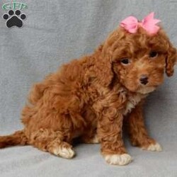 Eliza/Cavapoo									Puppy/Female	/14 Weeks,Prepare to fall in love!! I have the sweetest little F1b cavapoo face you have ever seen… My name is Eliza and I would love to come home with you! I am sure with one look into my warm, sweet eyes and I’ll be sure I will have captured your heart already! I am very happy, playful and very kid friendly! I stand out above the rest with my beautiful red coat with white markings!! Full of personality and always ready to give amazing puppy kisses, I would love to fill your home with all of my puppy love! I have been vet checked and I am up to date on vaccinations and dewormings and I will also come with a 1-year guarantee with the option of extending it to a 3-year guarantee. Shipping is available anywhere in the USA! My mother is Ivy, our sweet 14# cavapoo, and my father is Atlas, our handsome 16# AKC red miniature poodle and Atlas is also genetically tested clear! That makes me an F1b cavapoo and I will grow to approx. 14-16# and I will be hypoallergenic and nonshedding!! Why wait when you know I am meant to be yours? Call or text Martha  to make me the newest addition to your family and get ready to spend a lifetime of tail wagging fun! (7% sales tax on in home pickups)