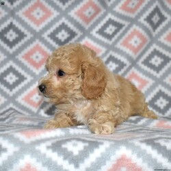 Pogo/Bich-Poo									Puppy/Male	/December 1st, 2025,Pogo is a playful Bich Poo puppy who lives up to his fun name. With his golden coat and charming white markings, he’s as adorable as he is entertaining. Pogo’s silly, bouncy personality brings constant joy and laughter to everyone he meets.