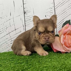 Kandy/French Bulldog									Puppy/Female	/9 Weeks,Hi there… I’m Kandy Sweet name, sweet personality — and yes, I’m just as irresistible as I look I’m an AKC-registered, purebred chocolate tan (Rojo) fluffy French Bulldog girl, born on December 5, 2025, and I’m beautifully put together with great quality structure — short, compact, and perfectly chunky. My rich coloring and fluffy coat give me that rare, eye-catching look Frenchie lovers adore. I’ve been family raised and well socialized, so I’m confident, affectionate, and already used to being part of everyday life. I love cuddles, attention, and being close to my people — I fit right into your arms and your heart All my puppy care has been taken care of so you can bring me home with peace of mind: • Up to date on all shots & dewormings • Microchipped • Comes with a health guarantee • AKC registered And the best part? Delivery is available right to your door, making it easy and stress-free for us to meet. If you’ve been waiting for a high-quality fluffy Frenchie girl with gorgeous Rojo coloring, a sweet temperament, and excellent structure… I might just be your perfect match Contact us today to reserve your new family member — I can’t wait to be yours!