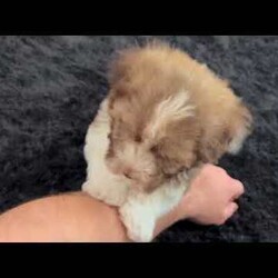 Rascal/Havanese									Puppy/Male	/9 Weeks,Hi! I’m Rascal And yes… I earned my name — not because I’m naughty, but because I know exactly how to steal hearts the second you look at me I’m an AKC-registered, purebred Havanese boy, born on December 6, 2025, with a gorgeous chocolate sable and white coat that’s soft, fluffy, and full of personality — just like me! Everyone says I have the sweetest temperament and the kind of gentle nature that makes me impossible not to love. I’ve been family raised and well socialized, so I’m already used to cuddles, playtime, and being part of everyday life. I’ve also had all my important puppy care taken care of: Up to date on all shots & dewormings Microchipped Comes with a health guarantee AKC registered I love being close to my people, giving kisses, and curling up wherever you are — I’ll happily follow you everywhere And the best part? Delivery is available right to your door, so we can meet without the stress of travel. If you’re looking for a loving little companion with a beautiful coat and an even better personality… I might just be the one you’ve been waiting for Contact us today to reserve your new family member — I can’t wait to be yours!