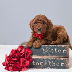 Cash/Miniature Poodle									Puppy/Male	/6 Weeks,Meet Cash, a sweet AKC registered Mini Poodle looking for a loving home. He is family raised and has been given lots of care and attention every day. Cash is vet checked and up to date on vaccines and dewormer, so he’s off to a healthy start. He loves people, enjoys playtime, and is happiest by your side. Cash will go home with a collar, a cozy blanket, and food to help him settle in.