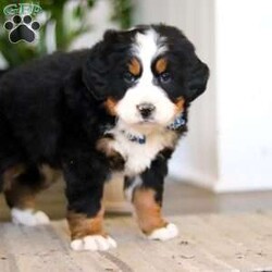 Austin/Bernese Mountain Dog									Puppy/Male	/9 Weeks,Meet Austin, an absolutely adorable AKC Bernese Mountain Dog puppy with a gentle heart and an irresistible personality. This handsome little boy is full of sweetness, curiosity, and calm charm, always content to be by your side or soaking up love from his favorite people. With his fluffy tri-color coat, big expressive eyes, and cuddly nature, Austin has a special way of melting hearts the moment you meet him. He’s affectionate, easygoing, and eager to please, making him a wonderful companion and a perfect addition to any loving home.