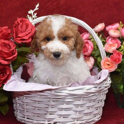 Preston/Miniature Poodle									Puppy/Male	/14 Weeks,Hi! I am an adorable Mini Poodle looking for a forever home. I promise to be your forever loyal friend and give unconditional love and lots of kisses. I was born on a mini farm in the country where it is very quiet and peaceful. My owners are not your everyday pet owners. They have a state-of-the-art kennel and specialize in poodles mini and toy also shitzus and teddy bears. There are also chickens on the farm that produce plenty of eggs for my owners. Bubbles is our family pet ready to greet you when you arrive to meet me. My parents are examined by a veterinarian on a regular basis for optimal health. 