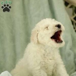 Shiloh ~ F1BB/Labradoodle									Puppy/Male	/December 12th, 2025,Our family has quickly fallen in love with our litter of cuddly puppies. They are very lovable and well-socialized. The children play with them often, and the puppies have been exposed to the constant noise of family life (laughing, talking, yelling, and a baby crying). They have experienced the sounds of a washing machine, dryer, and vacuum cleaner. The puppies have also enjoyed playing in the snow for short times.