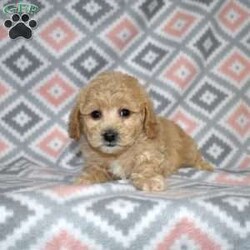Pogo/Bich-Poo									Puppy/Male	/December 1st, 2025,Pogo is a playful Bich Poo puppy who lives up to his fun name. With his golden coat and charming white markings, he’s as adorable as he is entertaining. Pogo’s silly, bouncy personality brings constant joy and laughter to everyone he meets.